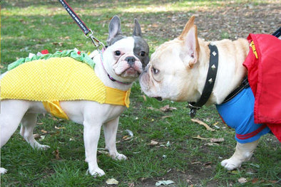 Tompkins Square Park Halloween Dog Parade French Bulldog Love