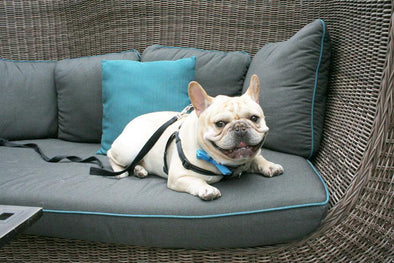 Manny the Frenchie visits New York City Post by French Bulldog Love
