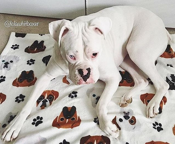 French Bulldog Love Boxer Fleece Blanket