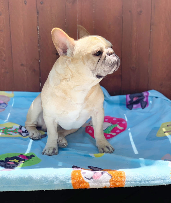 Frenchie Pool Party French Bulldog Beach Towel