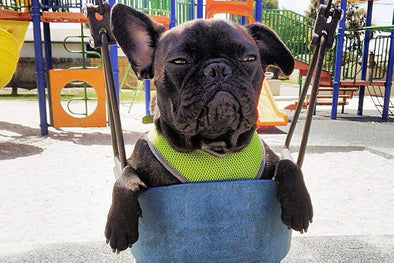 Adorable French Bulldogs on Swings by French Bulldog Love