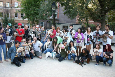 Frenchies Take over NYC at giant French Bulldog Meetup
