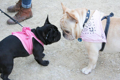 French Bulldog Meetup Breast Cancer 