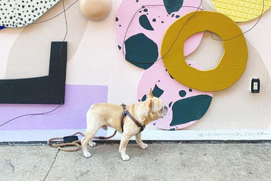 Adventures with Romeo: Industry City - French Bulldog Love