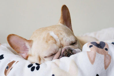 Instagram Contest: What is Romeo Dreaming About?! - French Bulldog Love