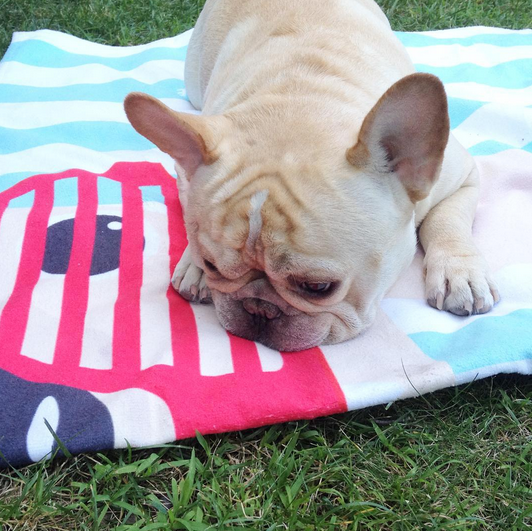 Cream / Summer Shades French Bulldog Beach Towel - French Bulldog Love - 4