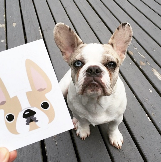 Honey Pied Large French Bulldog Sticker