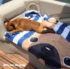 Fawn / Navy Striped French Bulldog Beach Towel - French Bulldog Love - 3