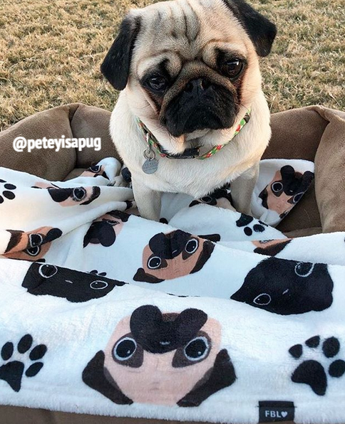 Pug dog blankets hotsell