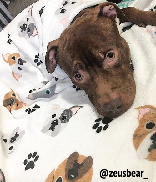 Pitbull fleece blanket 2025