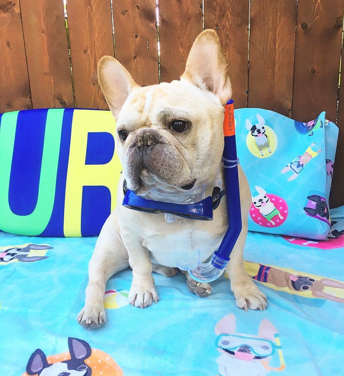 Frenchie beach towel best sale